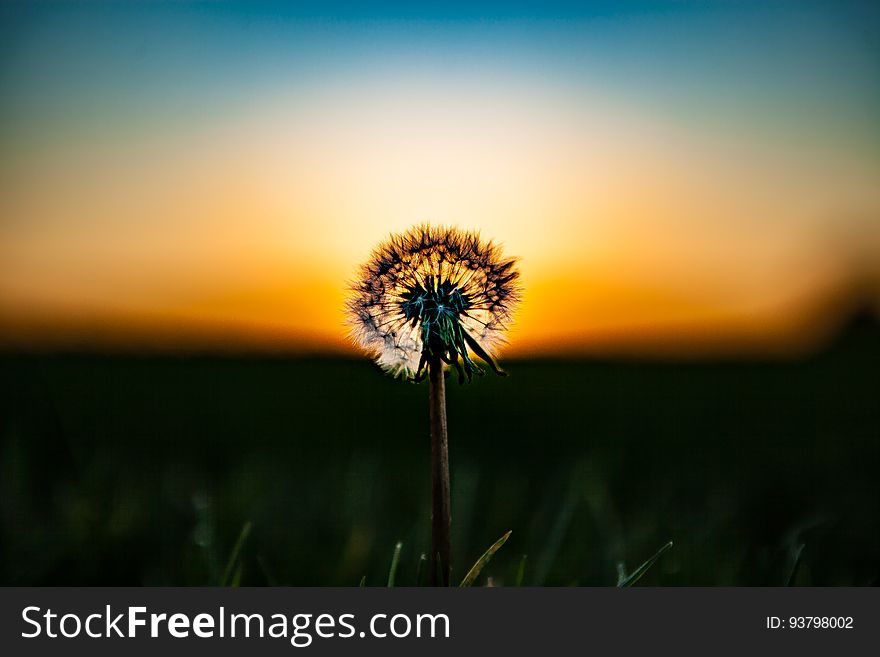 Dandelion head in field at sunset. Dandelion head in field at sunset.
