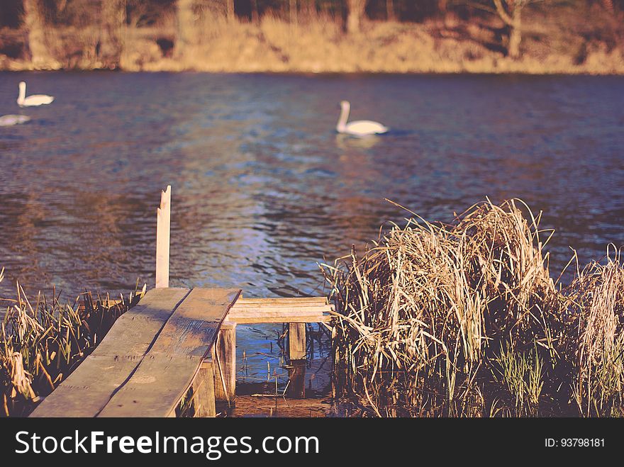 Swans on lake