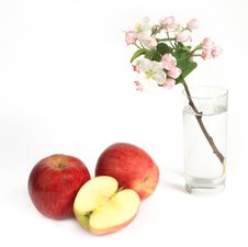 Apple With Apple Flowers Royalty Free Stock Photos Apple With Apple Flowers Royalty Free Stock Photos