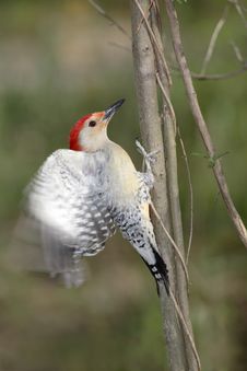 Red Bellied Woodpecker Stock Photos Red Bellied Woodpecker Stock Photos