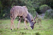 Kudu Grazing Stock Images