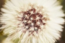 Dandelion Royalty Free Stock Images Dandelion Royalty Free Stock Images