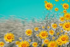 Daisies Stock Photos Daisies Stock Photos