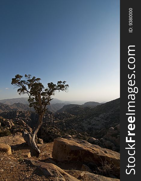 View of mountains with tree - Jordan