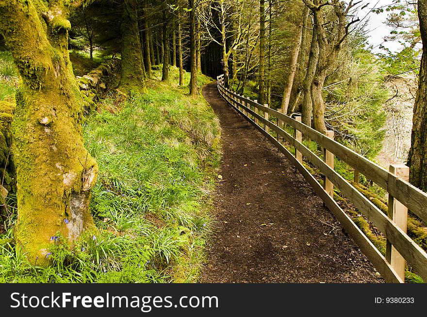 Path through moss coverd woodland. Path through moss coverd woodland
