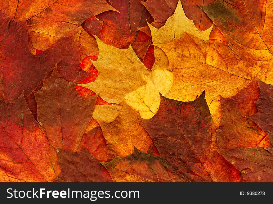 Autumn dry maple leaf background