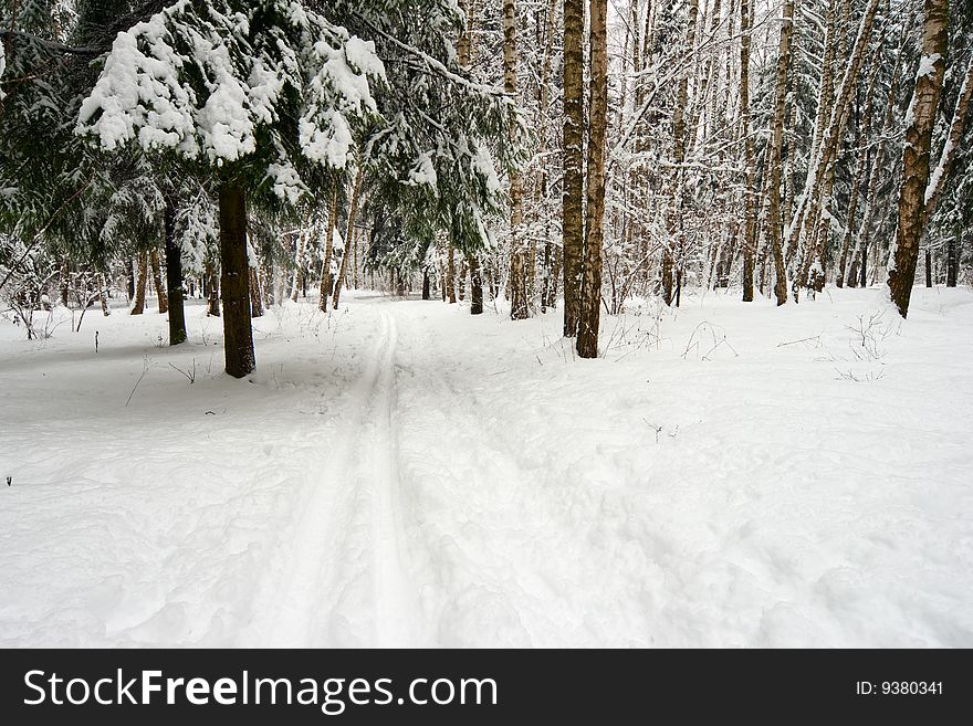 Ski-run In Winter Forest