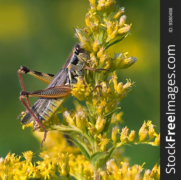 Red-legged Grasshopper, Melanoplus femurrubrum, On Goldenrod Flowers. Red-legged Grasshopper, Melanoplus femurrubrum, On Goldenrod Flowers