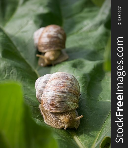 Two edible snails moving along green leaf. Two edible snails moving along green leaf.