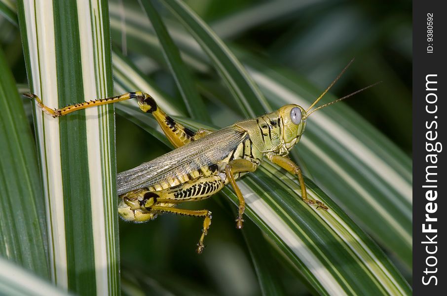 Differential Grasshopper Cautiously Watching From A Blade Of Large Grass, Melanoplus differentialis