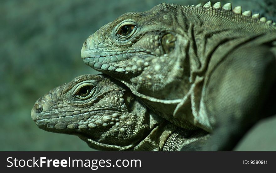 Iguana travel zoo exotic eye