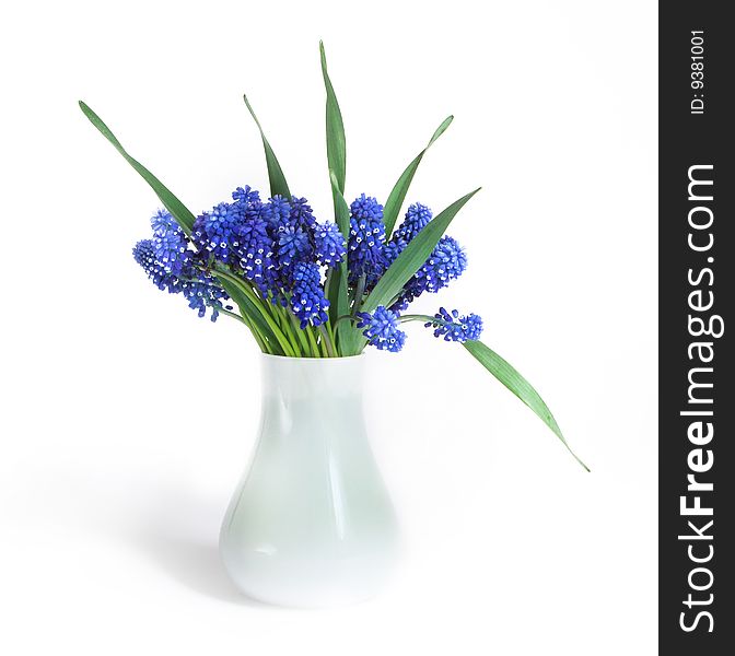 Beautiful blue flowers on white background