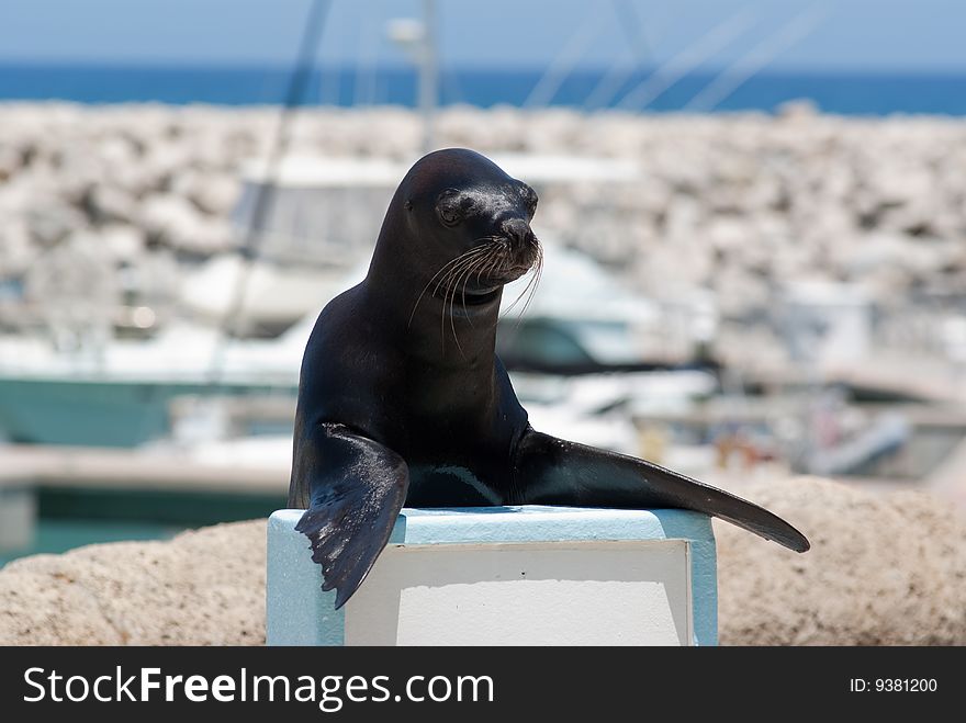 Trained sea lion giving speech