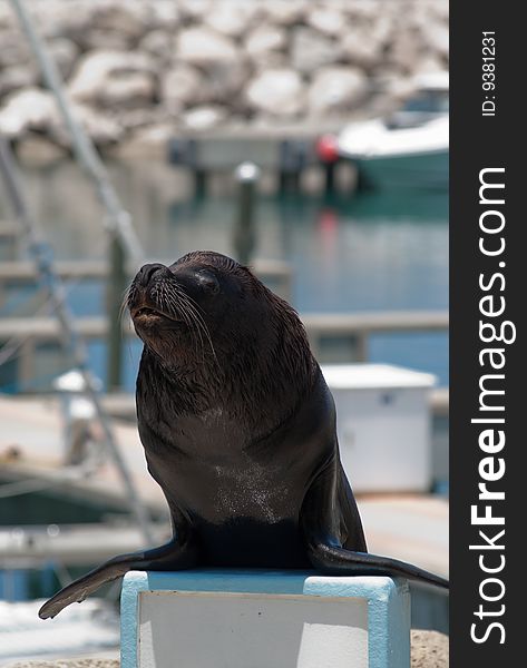Trained sea lion giving speech