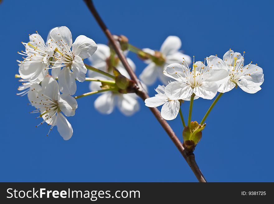 Cherry blossoms on a black cherry tree against the blue sky