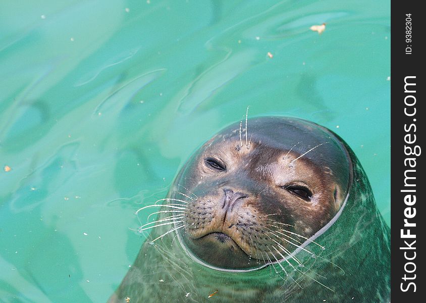 Portrait of lazy seal, Norway's aquarium
