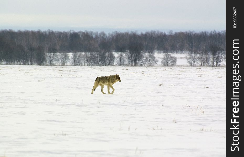 The polar wolf (Canis lupus albus) running on tundra in searches of extraction.