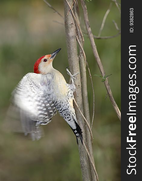 Red Bellied Woodpecker About To Take Flight, Melanerpes carolinus