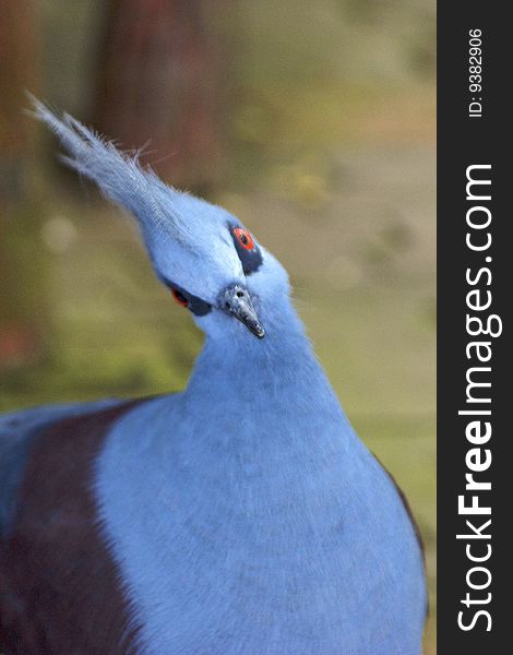 Blue Colored Bird