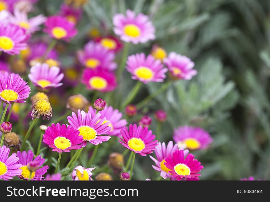 The daisy in the garden.