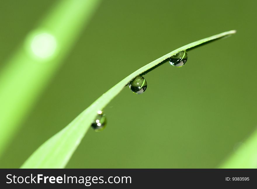 The leaf with the dew in the morning. The leaf with the dew in the morning