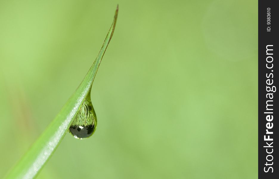 The leaf with the dew in the morning. The leaf with the dew in the morning