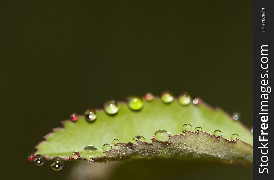 The leaf with the dew in the morning. The leaf with the dew in the morning