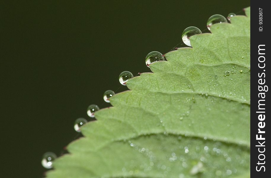 The leaf with the dew in the morning. The leaf with the dew in the morning