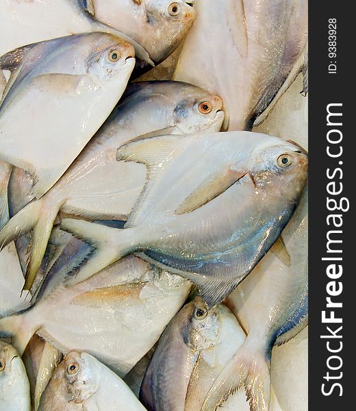 Close up on a pile of fish for sale.