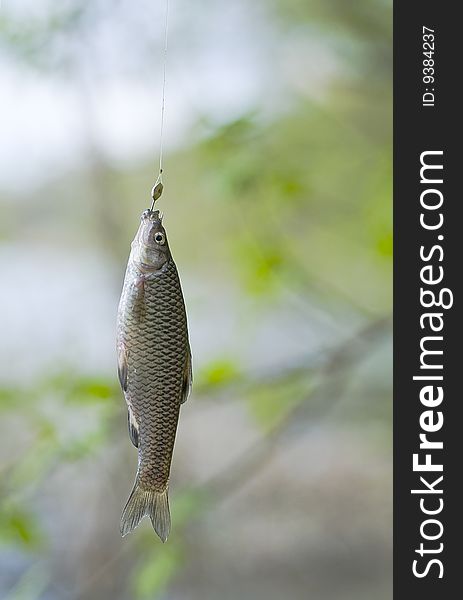 Fish who is caught on a fishing tackle