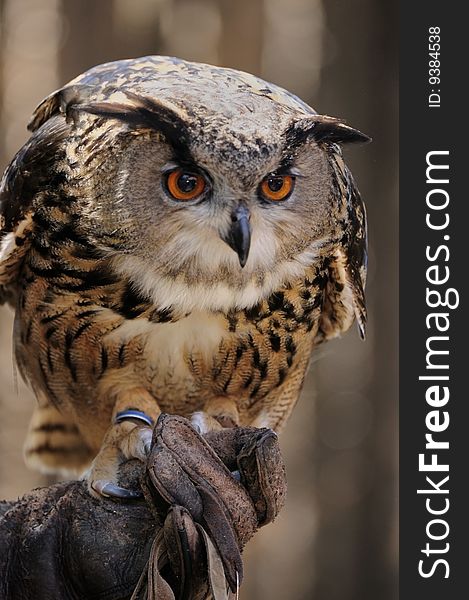 Eurasian Eagle Owl