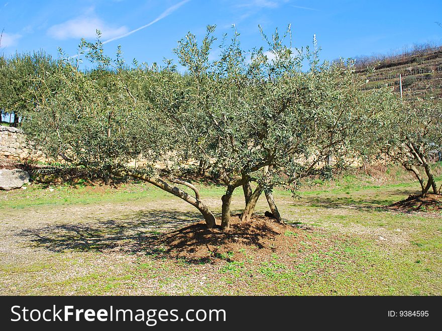 Italy. Solar spring day. On a hill – an olive garden. In the foreground – the big sprawling olive tree  . Italy. Solar spring day. On a hill – an olive garden. In the foreground – the big sprawling olive tree  .