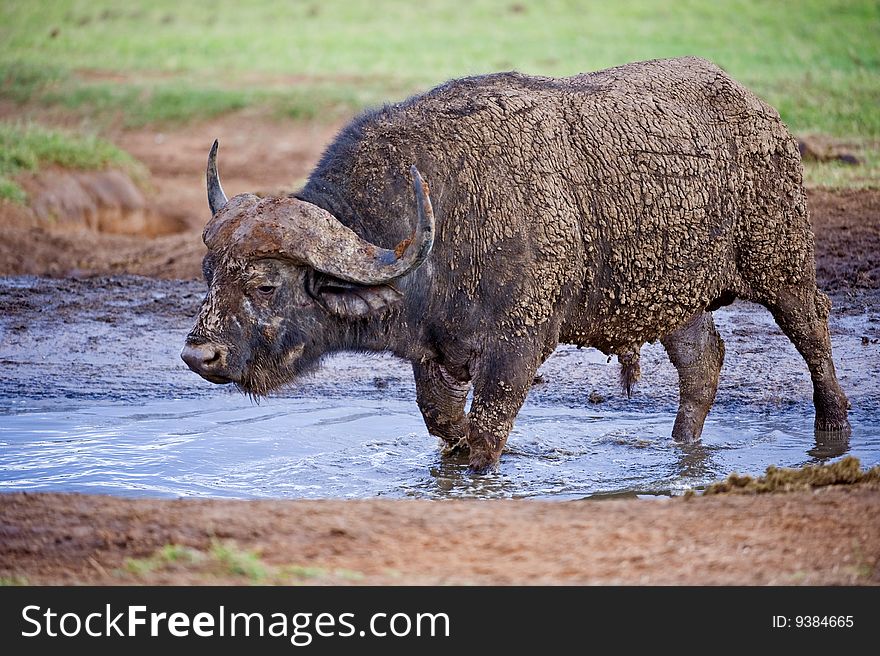 An old Buffalo enjoys the relief of mud and water. An old Buffalo enjoys the relief of mud and water