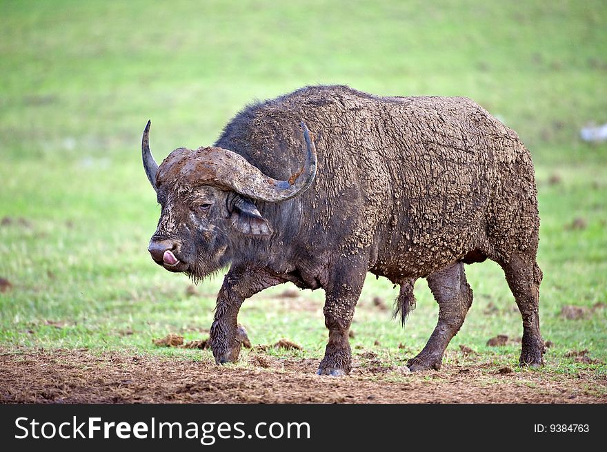 A mud coated Buffalo Bull approaches the photographer. A mud coated Buffalo Bull approaches the photographer