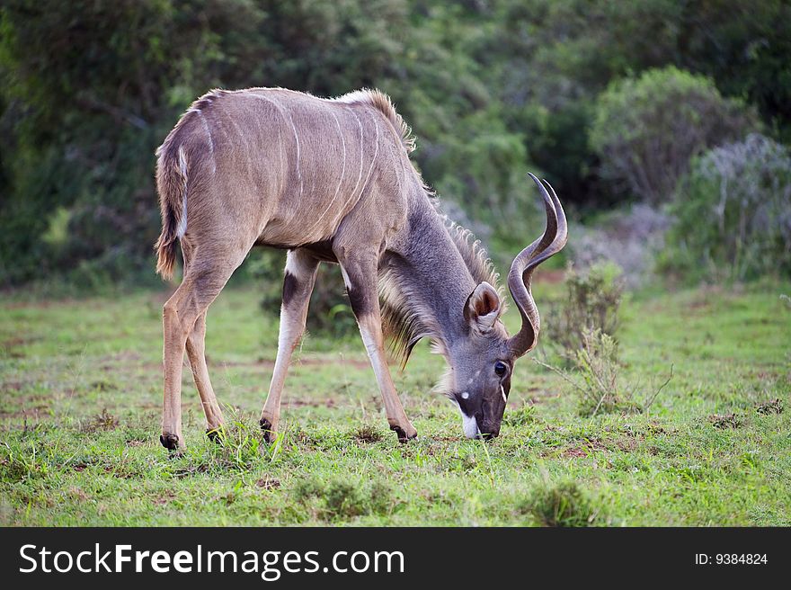 A Kudu Bull grazing near the road. A Kudu Bull grazing near the road