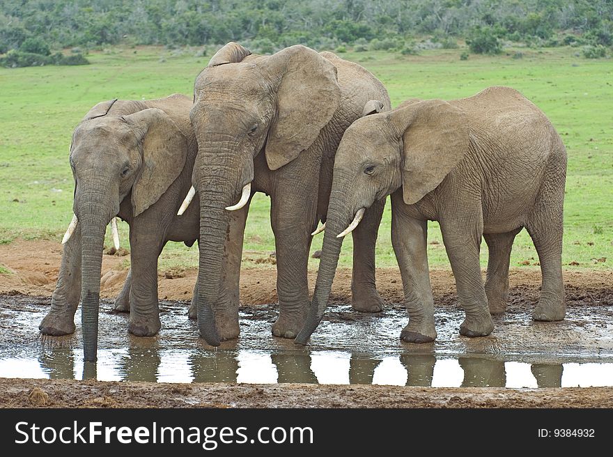 Three elephants at the waterhole