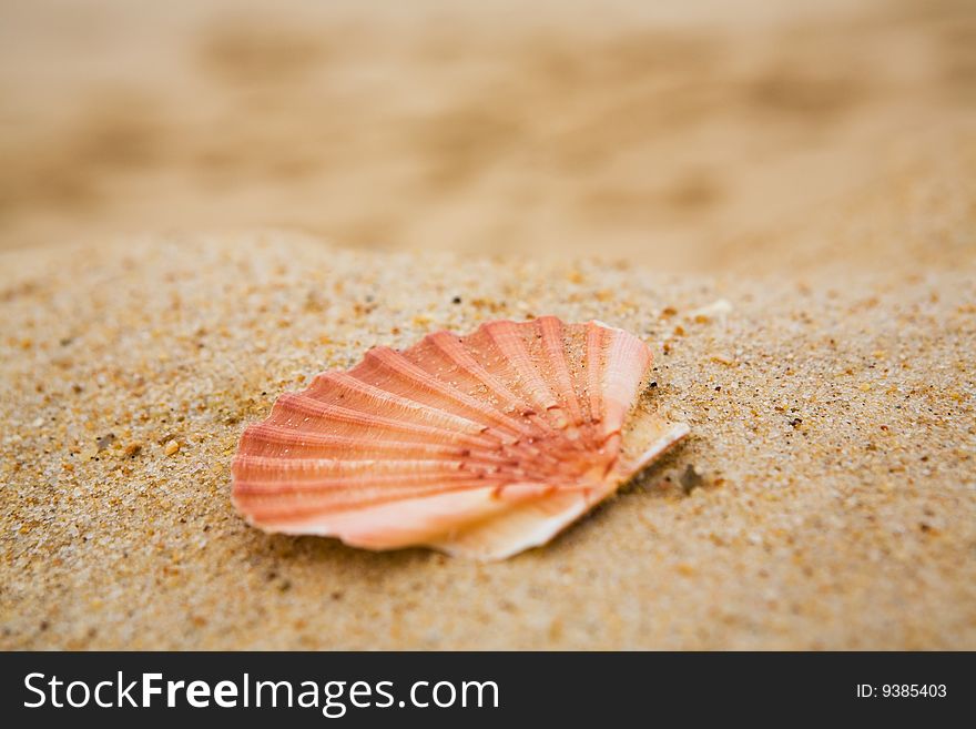 Beautiful orange cockleshell on sand on a beach close up