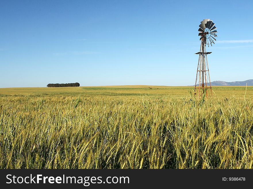 A wind pump in a green wheat field against a blue sky