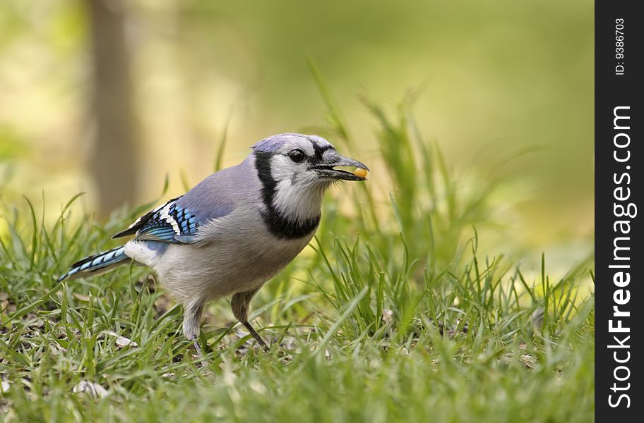 Blue jay on the ground with food in its beak