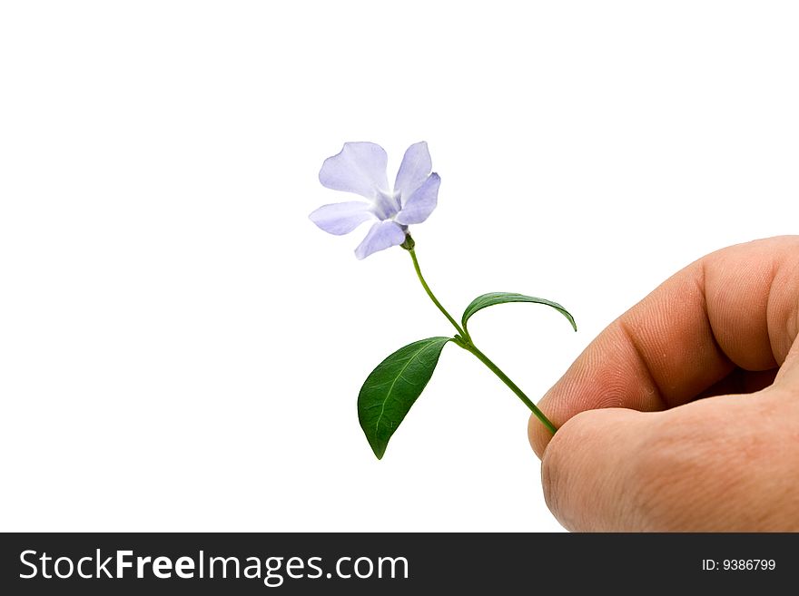 Flower Is In A Hand