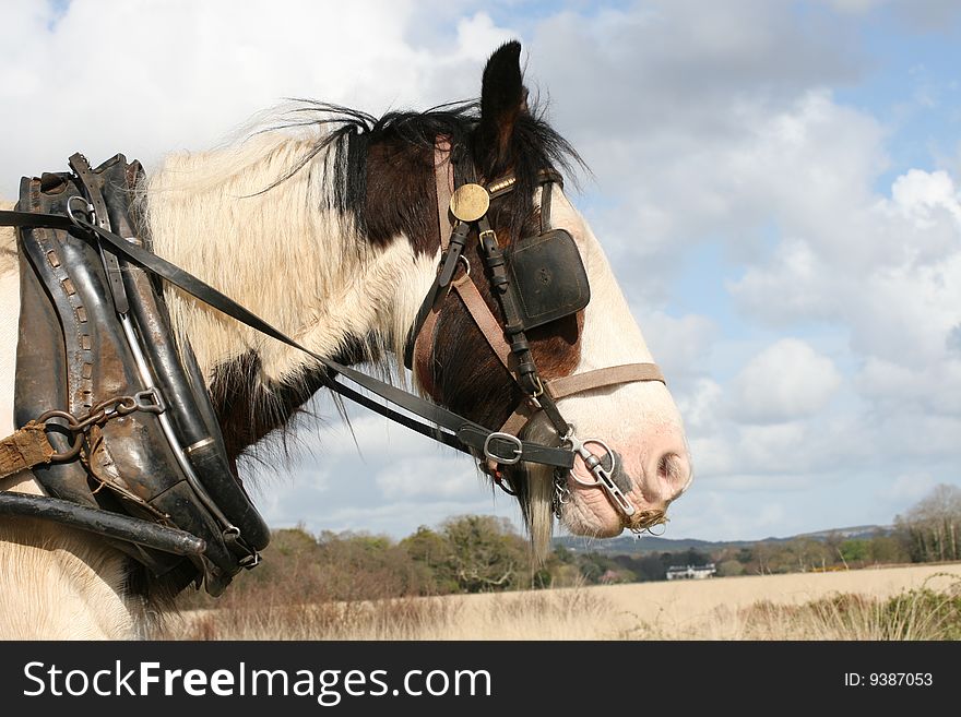 Irish horse carrying the carriage, nice sunny weather. Irish horse carrying the carriage, nice sunny weather