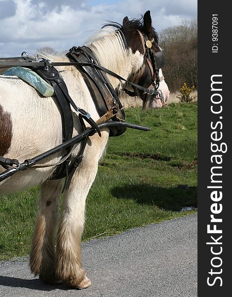 Irish horse carrying the carriage, nice sunny weather. Irish horse carrying the carriage, nice sunny weather