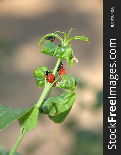Colorful ladybugs on a plant and in the nature