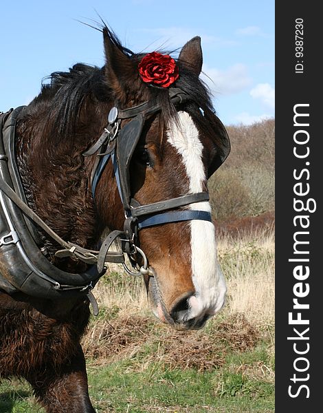 Irish Horse And Red Rose