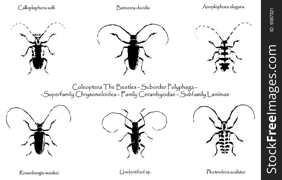 6 vectors of the beetles. 6 vectors of the beetles