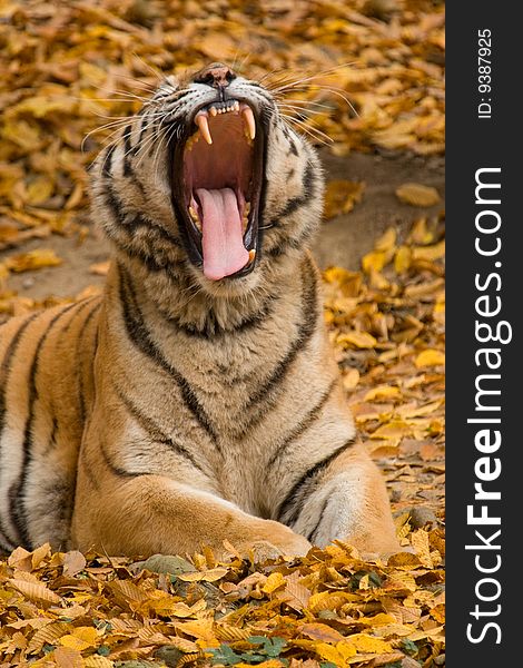 Roaring tiger on autumn colored background.