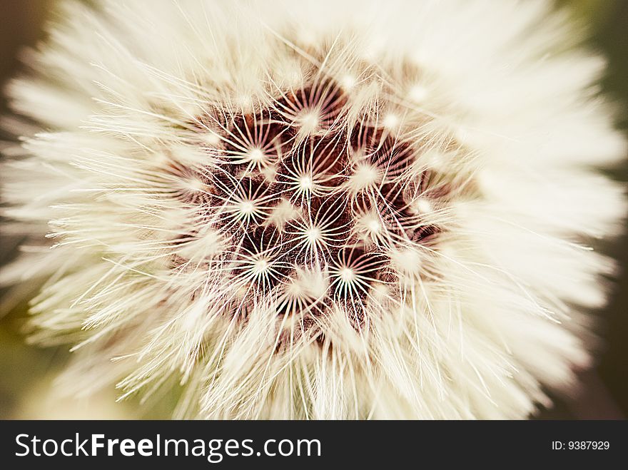 Dandelion the close plan removed on macro