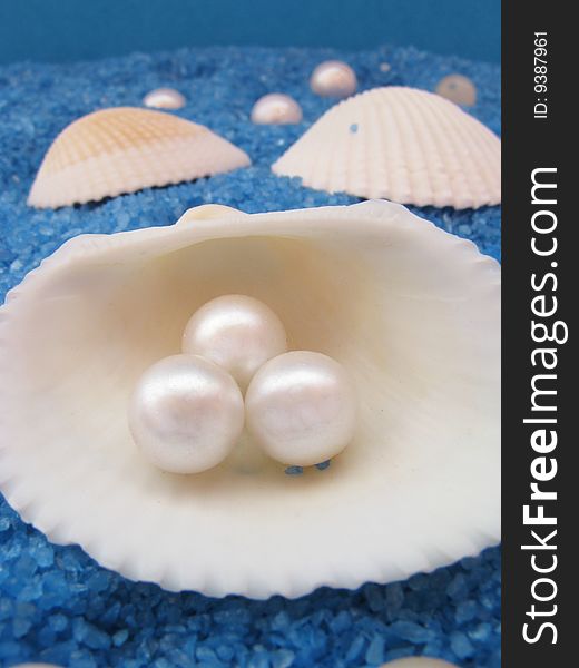 Beautiful shells and white pearls. Beautiful shells and white pearls