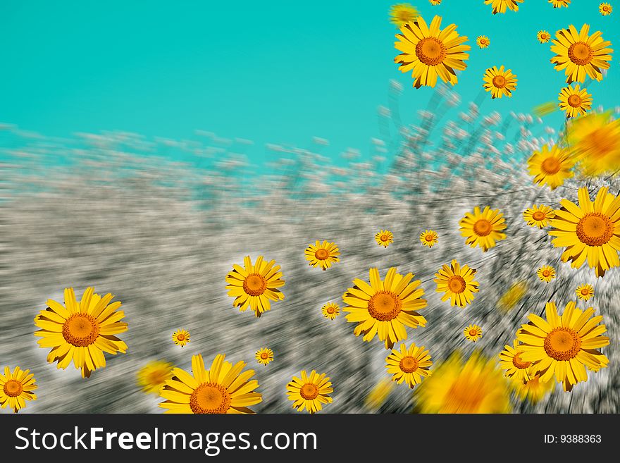 Daisies and perfect sky whit movment