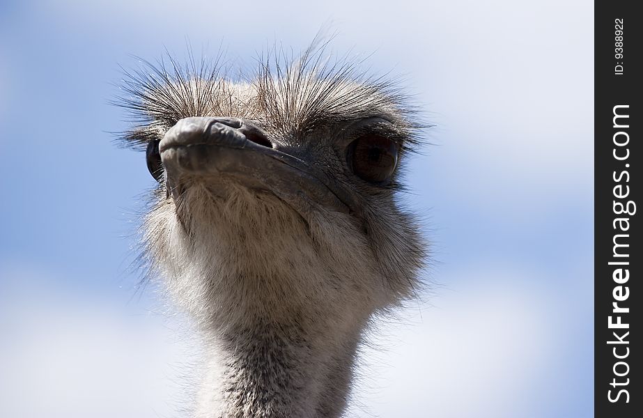 Portrait of an ostrich on a ZOO. Portrait of an ostrich on a ZOO